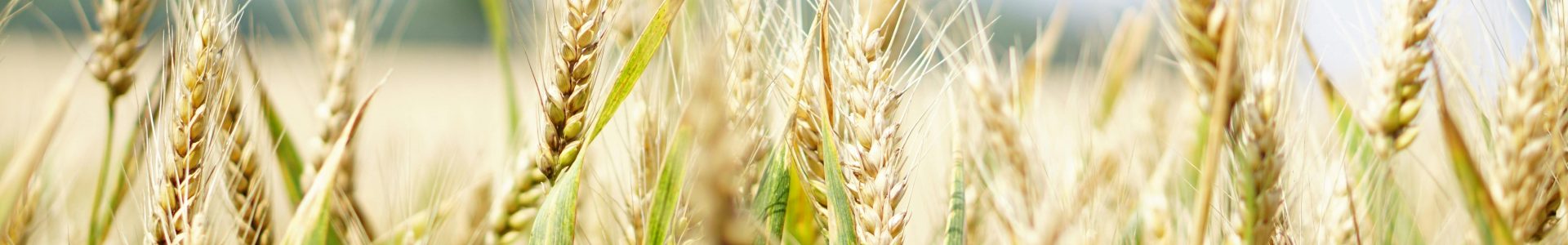LBTU representatives will present progress on the development of the Bioeconomy Action Plan