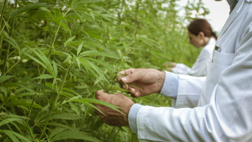 Professional researchers working in a hemp field, they are checking plants and collecting samples for scientific tests