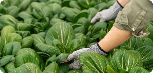 Close-up of farmer hands in a field