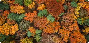 Top down view of red autumn forest, Poland, Europe